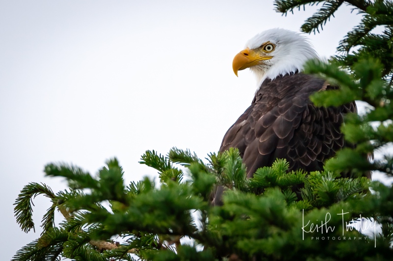 On the Lookout