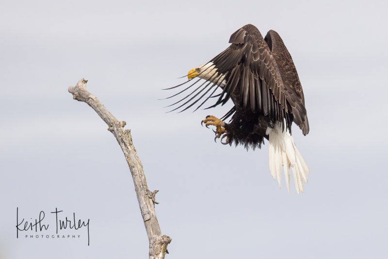 220615-3189-eagle-landing