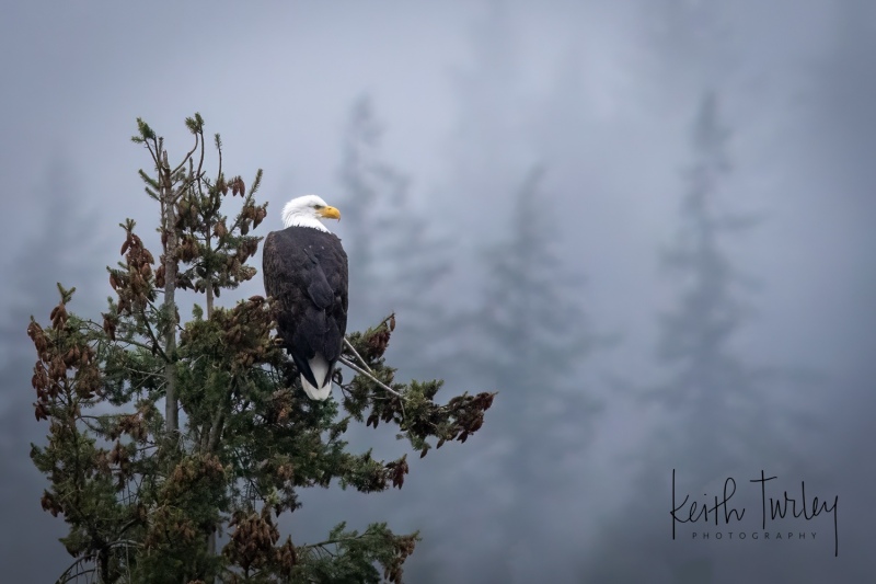230206-6960-bald-eagle-in-tree