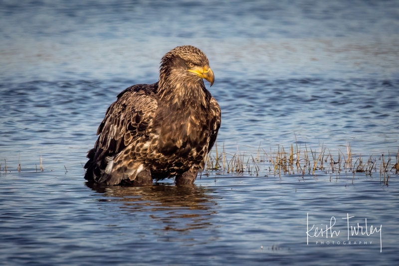 230215-2147-bald-eagle-in-water