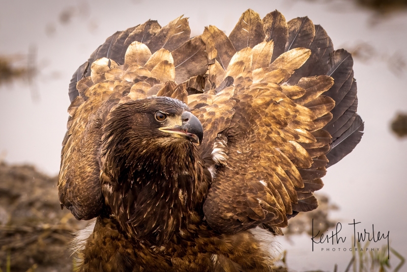 230228-0384-bald-eagle-head