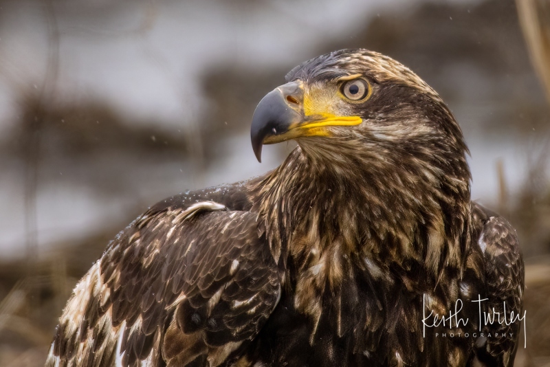 230228-9538-bald-eagle-eating