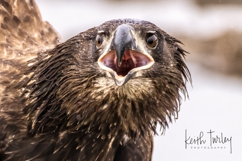 230228-9834-bald-eagle-eating