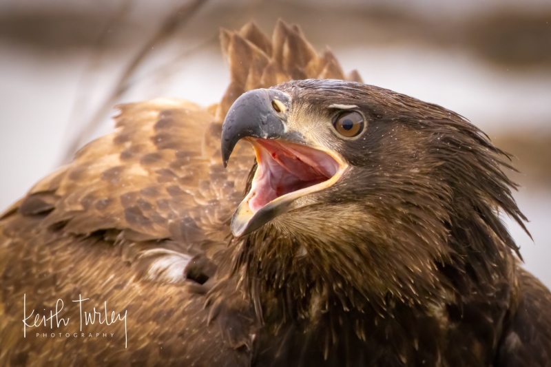 230228-9857-bald-eagle-head