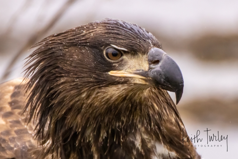 230228-9894-bald-eagle-eating