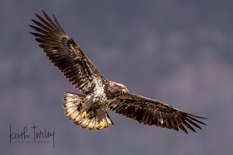 230303-3782-bald-eagle