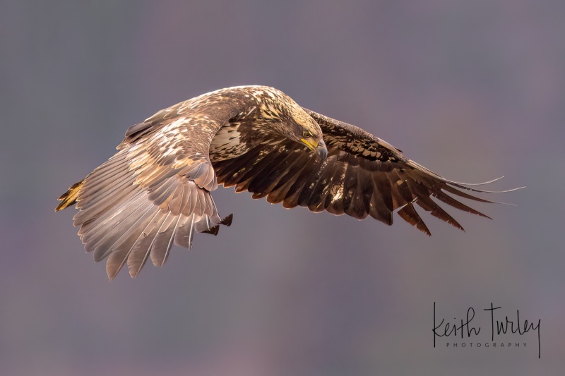 230303-3807-bald-eagle