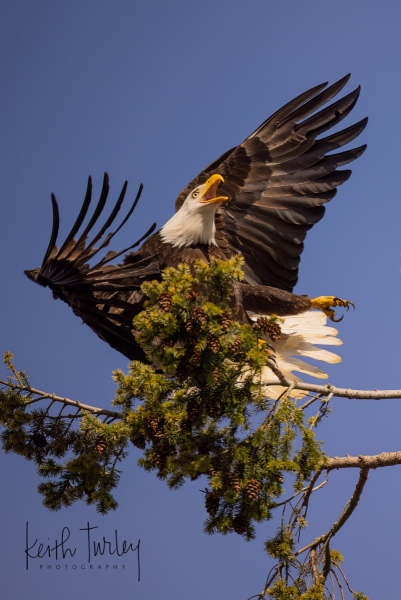 230306-5927-bald-eagle-in-retreat