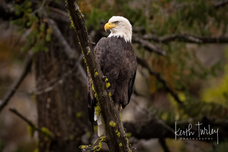 231009-6667-bald-eagle-in-tree
