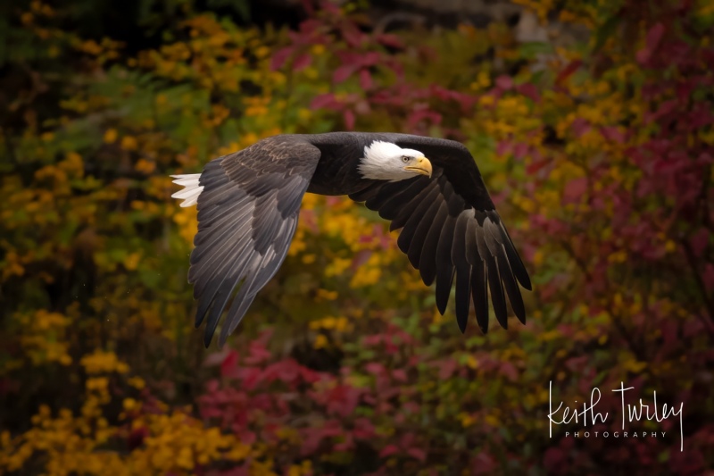 231009-6940-bald-eagle-flying