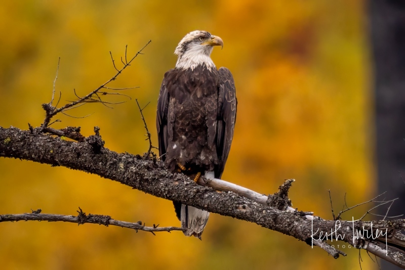 231009-7359-bald-eagle-in-tree