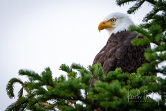 On the Lookout