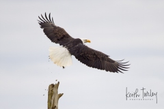 210110-5765-bald-eagle-taking-off