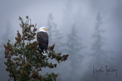 230206-6960-bald-eagle-in-tree