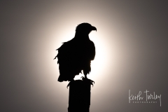 230215-2339-bald-eagle-silhouette