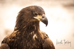 230228-9701-bald-eagle-head