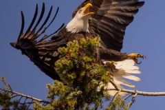 230306-5927-bald-eagle-in-retreat