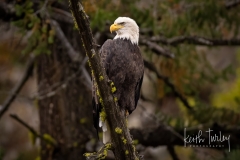 231009-6667-bald-eagle-in-tree