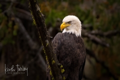 231009-6737-bald-eagle-in-tree