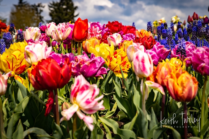 220414-2356-variety-of-tulips