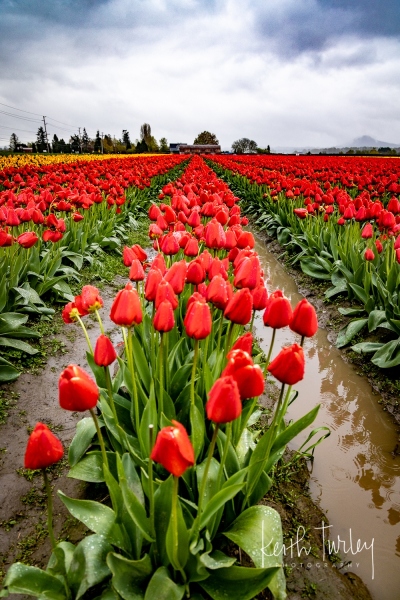220419-2548-red-tulip-rows