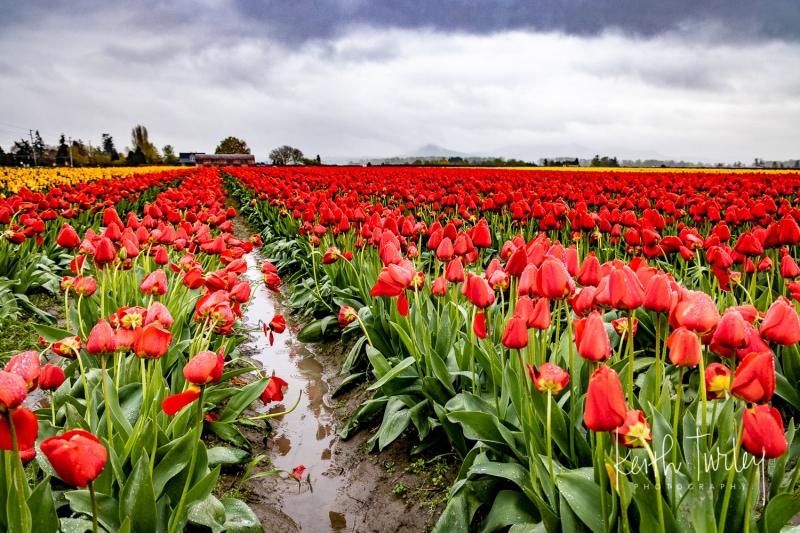 220419-2550-red-tulip-rows