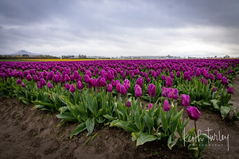 220419-2560-purple-tulip-rows