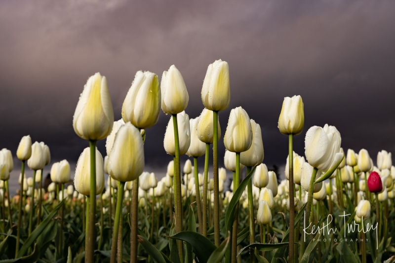 220419-2585-red-tulip-among-white