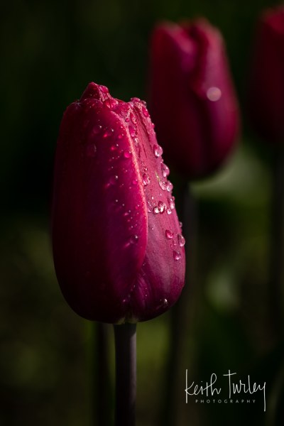 220419-2622-purple-tulip