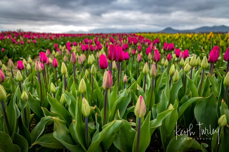 230421-8465-purple-tulips