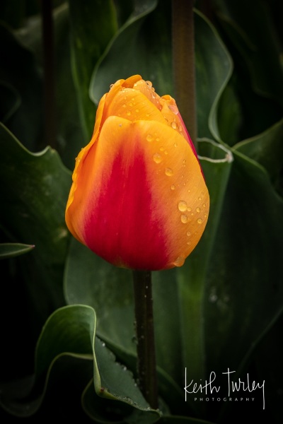 230421-8476-yellow-red-tulips