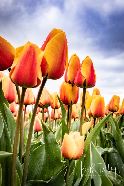 230421-8478-yellow-red-tulips