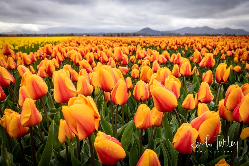 230421-8479-yellow-red-tulips