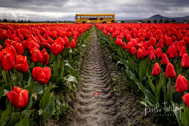 230421-8515-red-tulips-and-bus