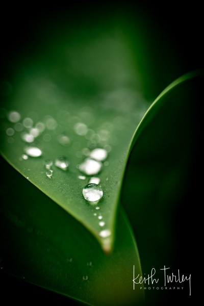 230421-8622-tulip-leaves