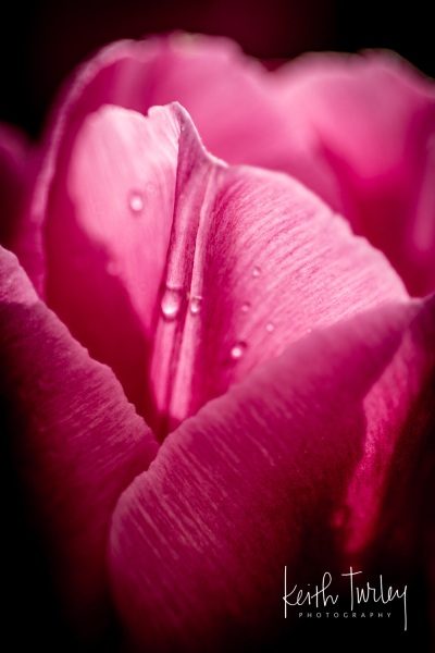 230421-8646-water-on-tulips
