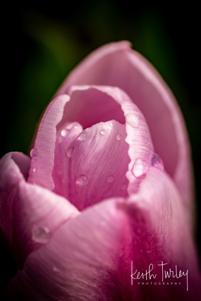 230421-8667-water-on-tulips