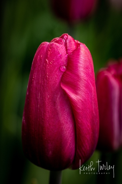230421-8671-water-on-tulips