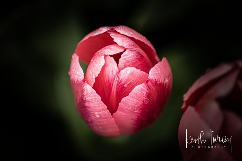 230421-8699-water-on-tulips