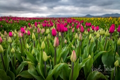 230421-8465-purple-tulips