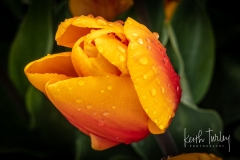230421-8473-yellow-red-tulips