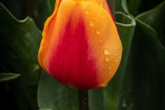 230421-8476-yellow-red-tulips