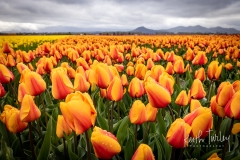 230421-8479-yellow-red-tulips