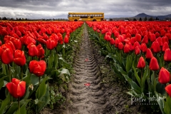 230421-8515-red-tulips-and-bus