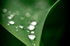 230421-8622-tulip-leaves