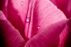 230421-8646-water-on-tulips