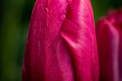 230421-8671-water-on-tulips
