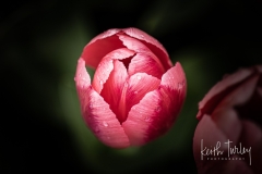 230421-8699-water-on-tulips