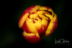 230421-8717-water-on-tulips