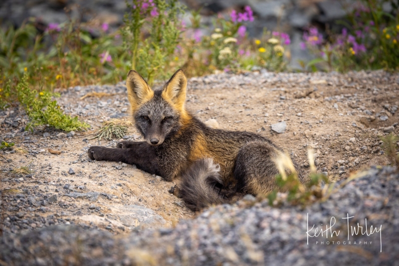 230730-7911-fox-kit